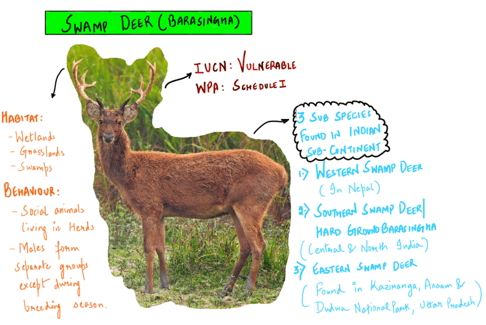 Barasingha