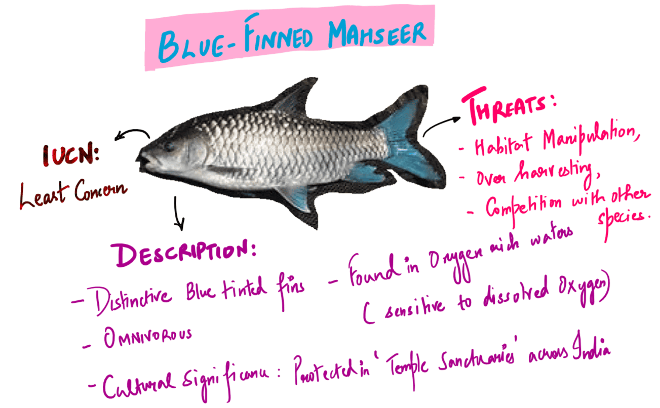 Blue-finned Mahseer