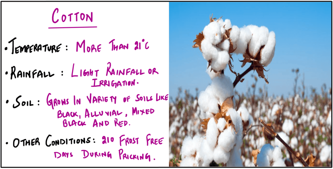 Cotton