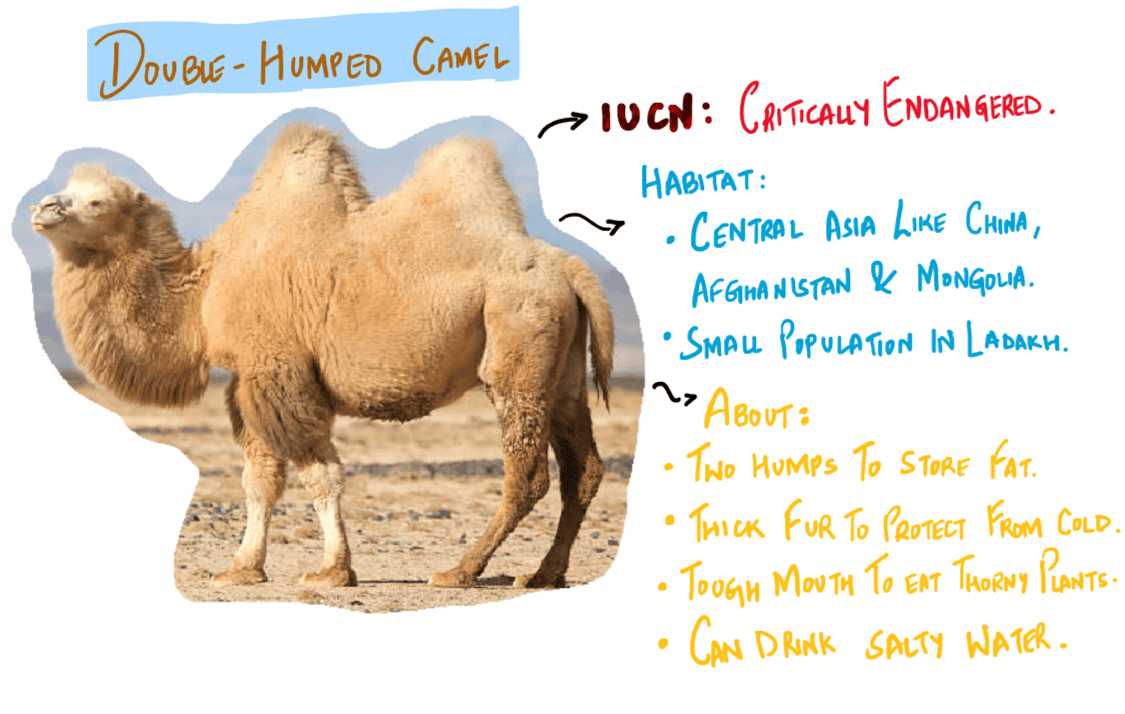 Double-humped Camels