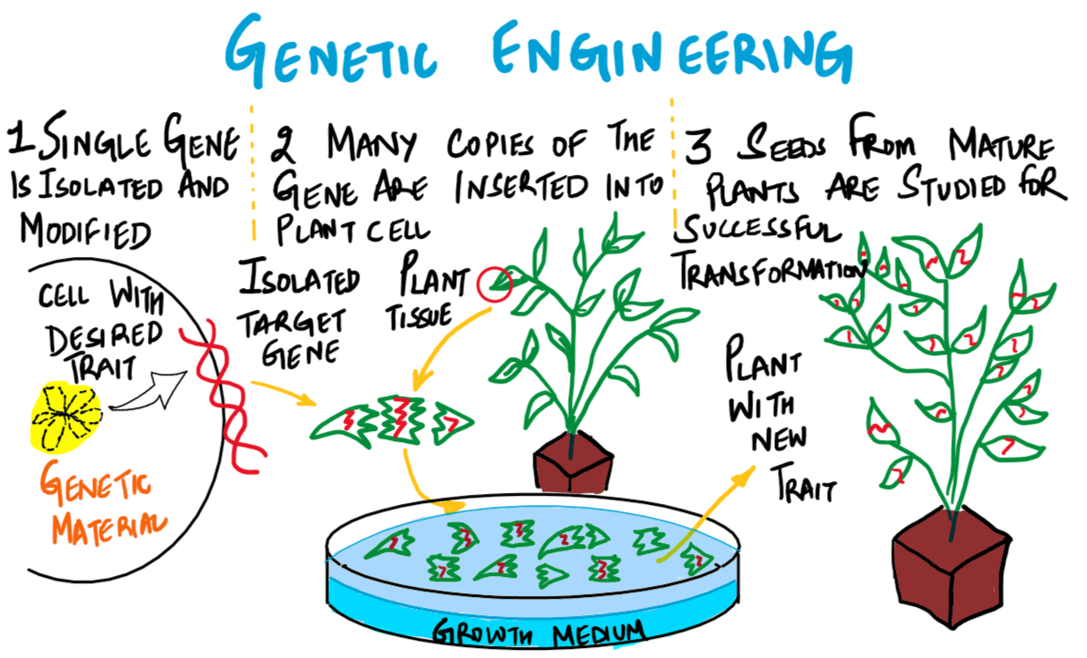 Genetic Engineering