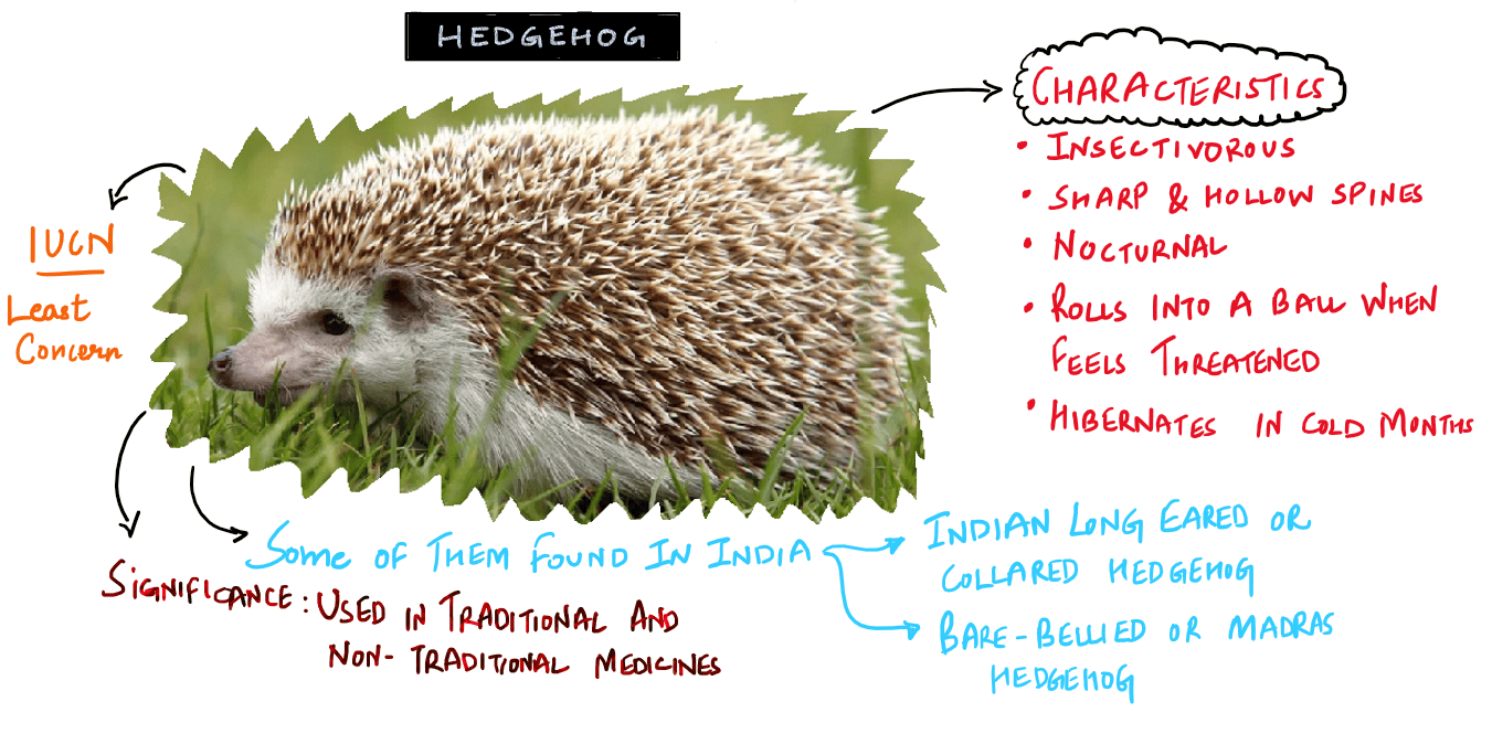 Hedgehog