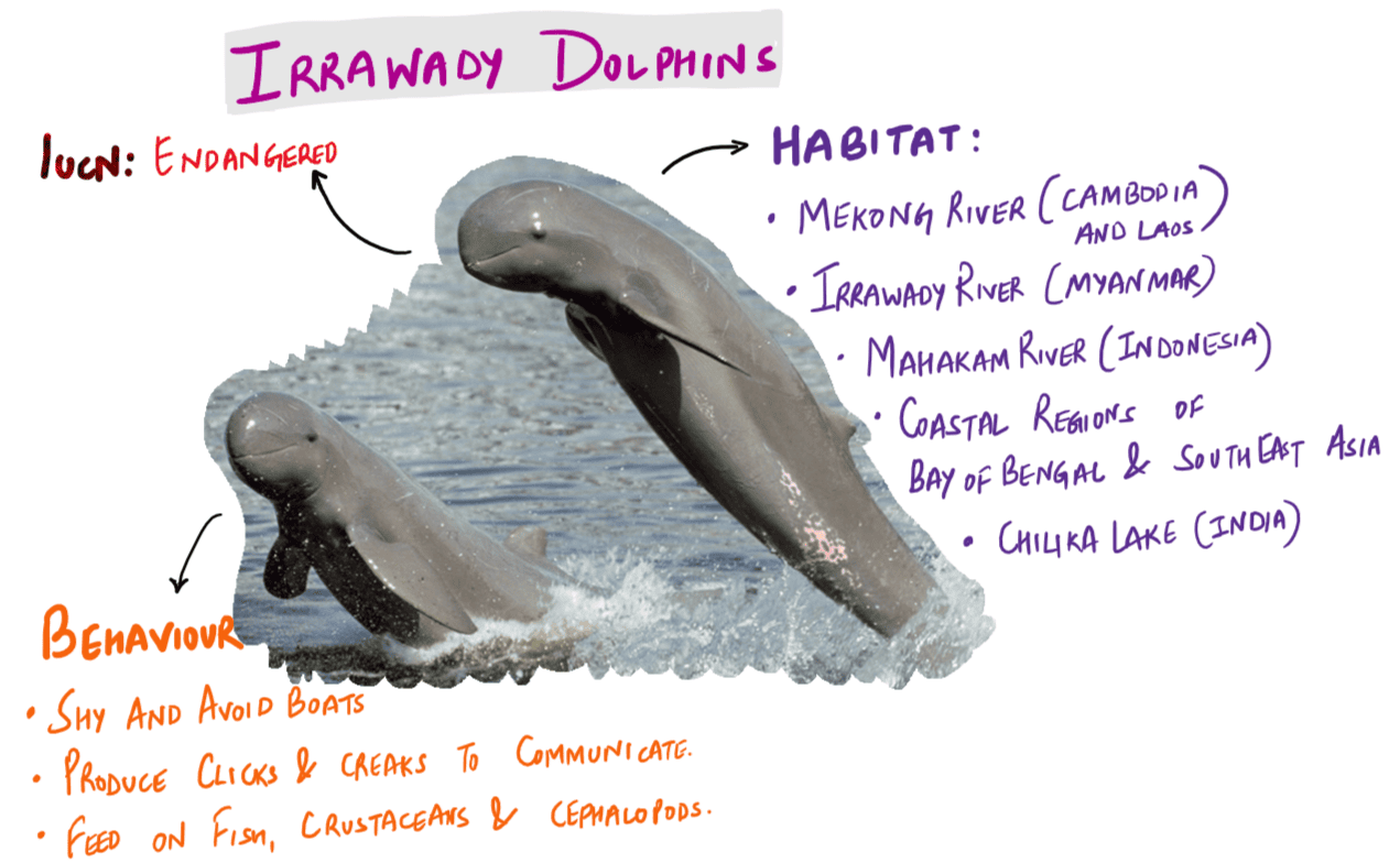 Irrawaddy Dolphin