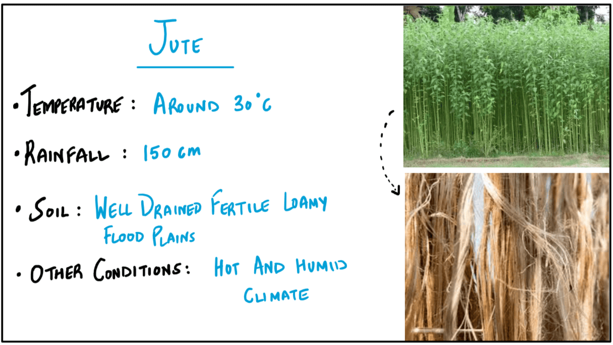 Jute