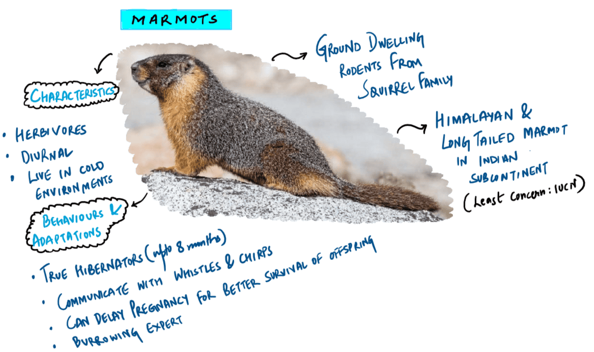 Marmot