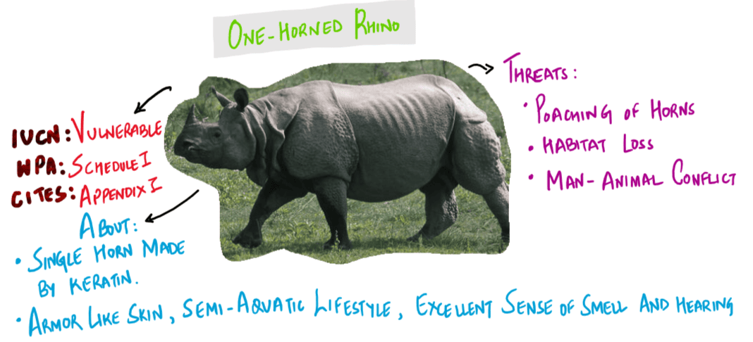 One-horned Rhinoceros
