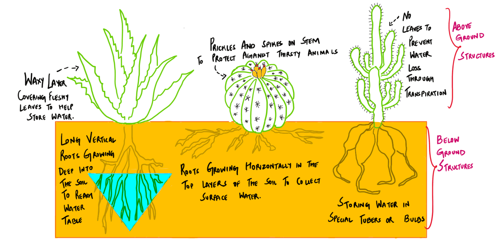 Plant Modifications