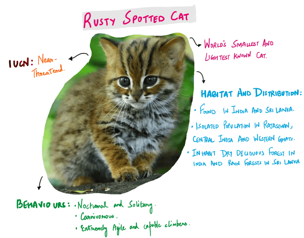 Rusty Spotted Cat