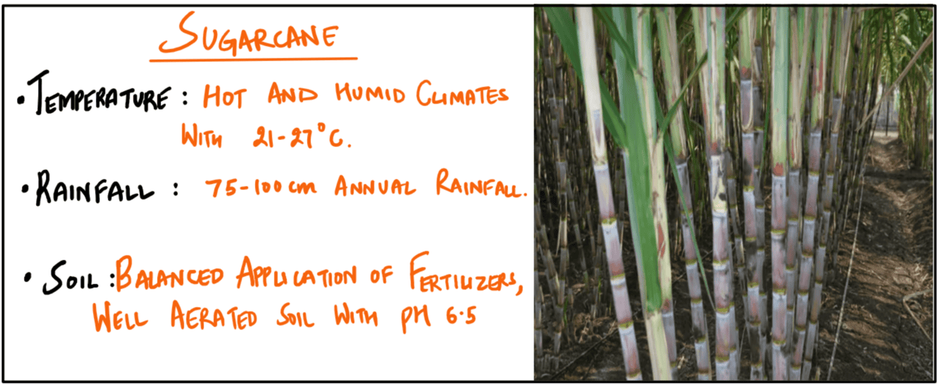 Sugarcane