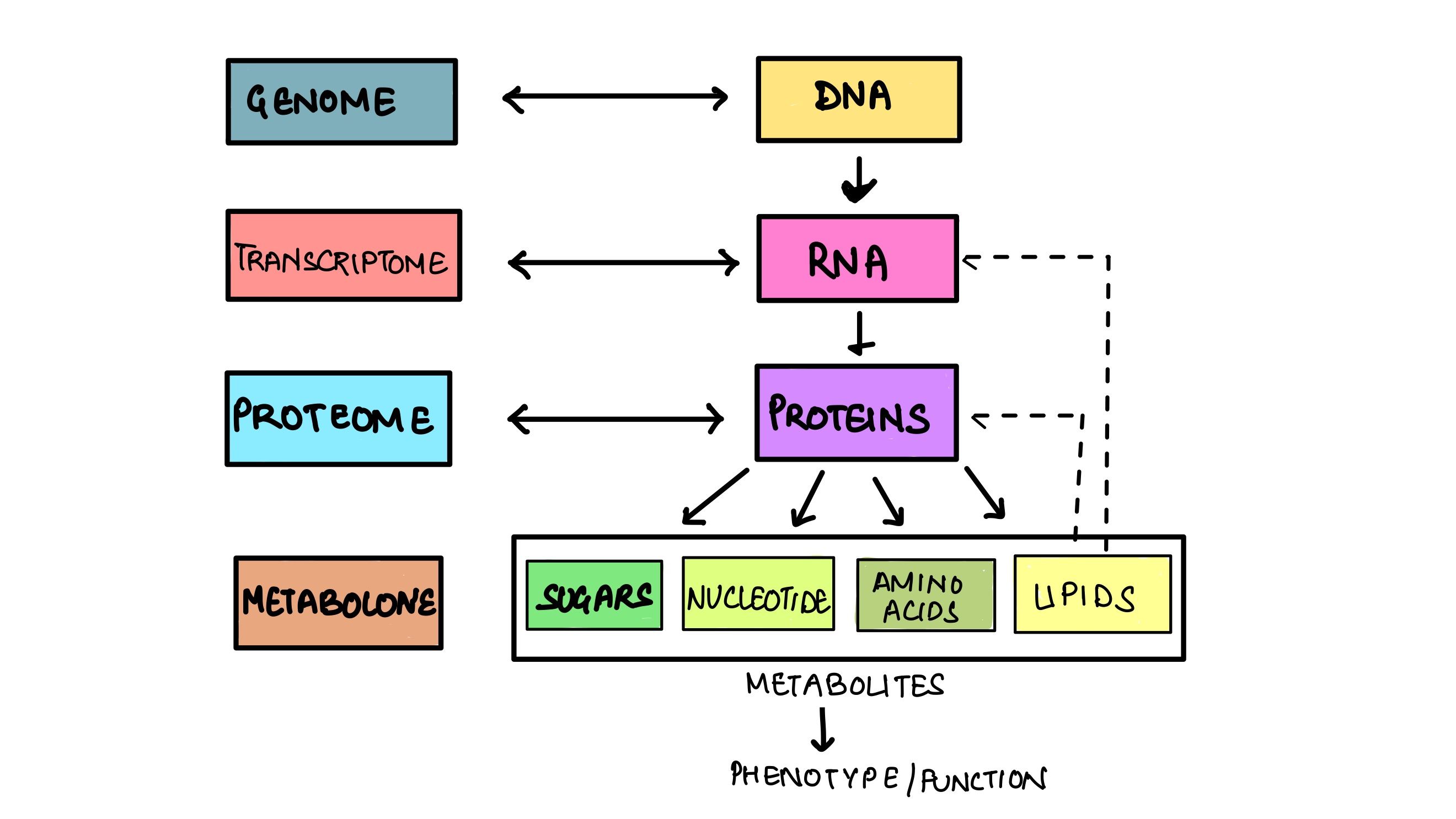 Transcriptome