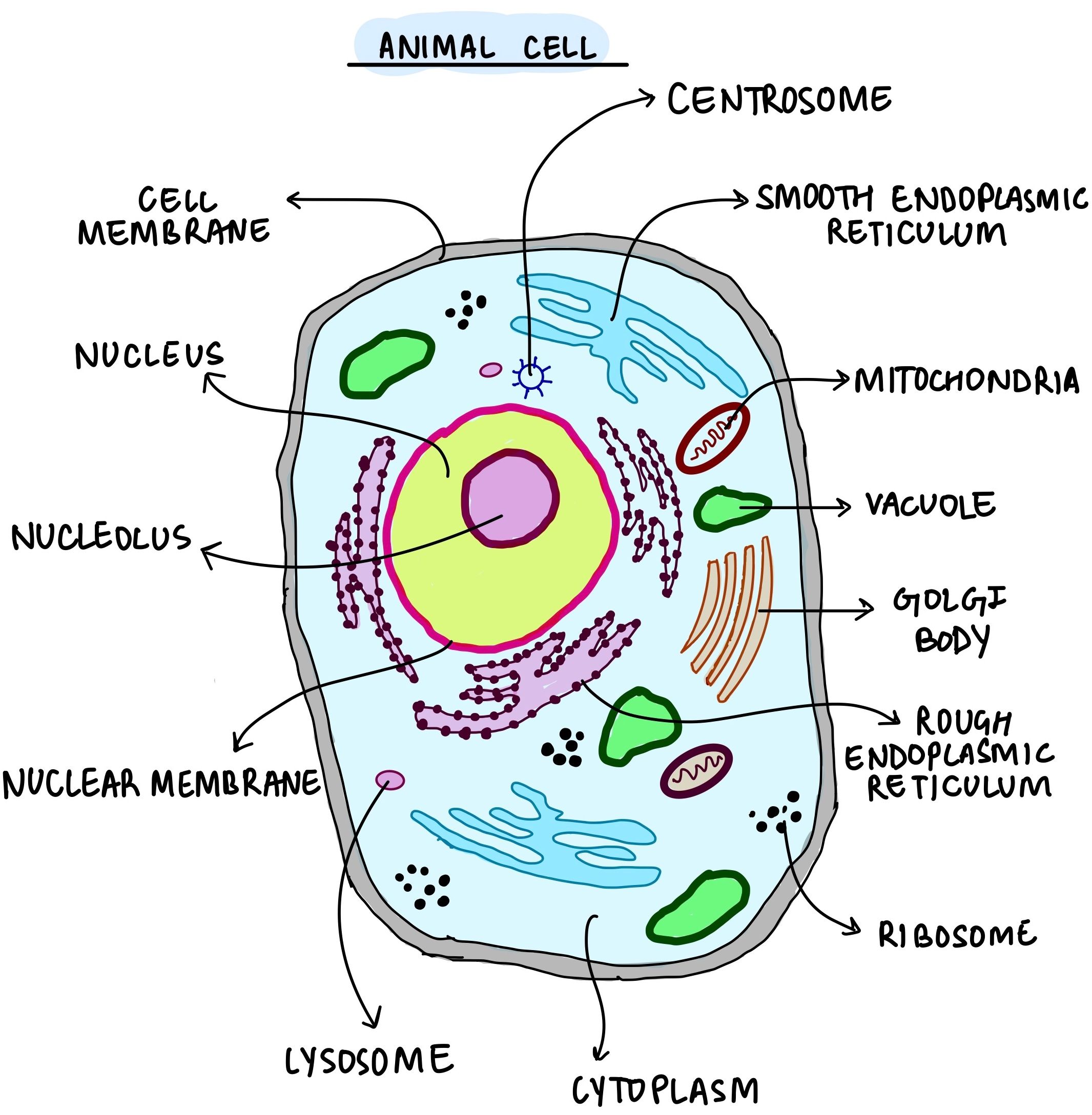 Animal Cell