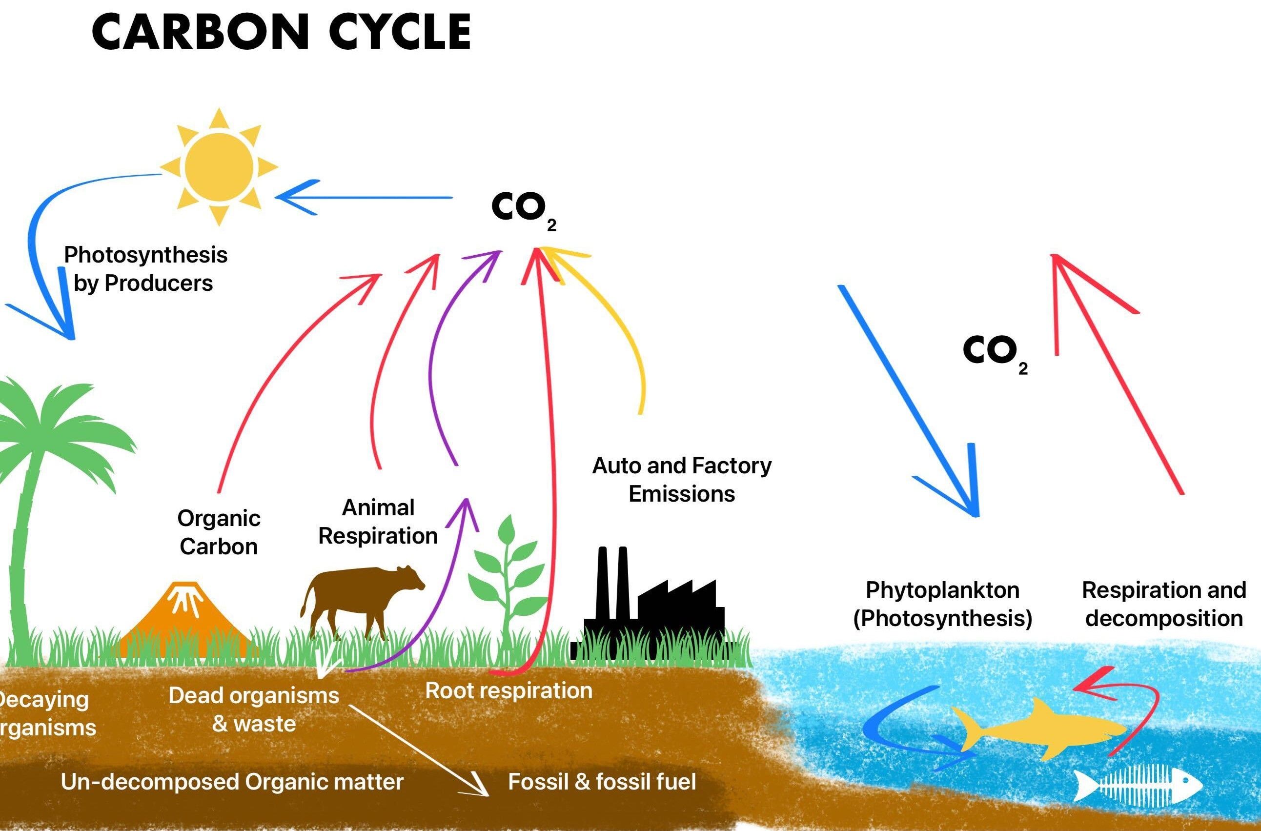 Carbon Cycle