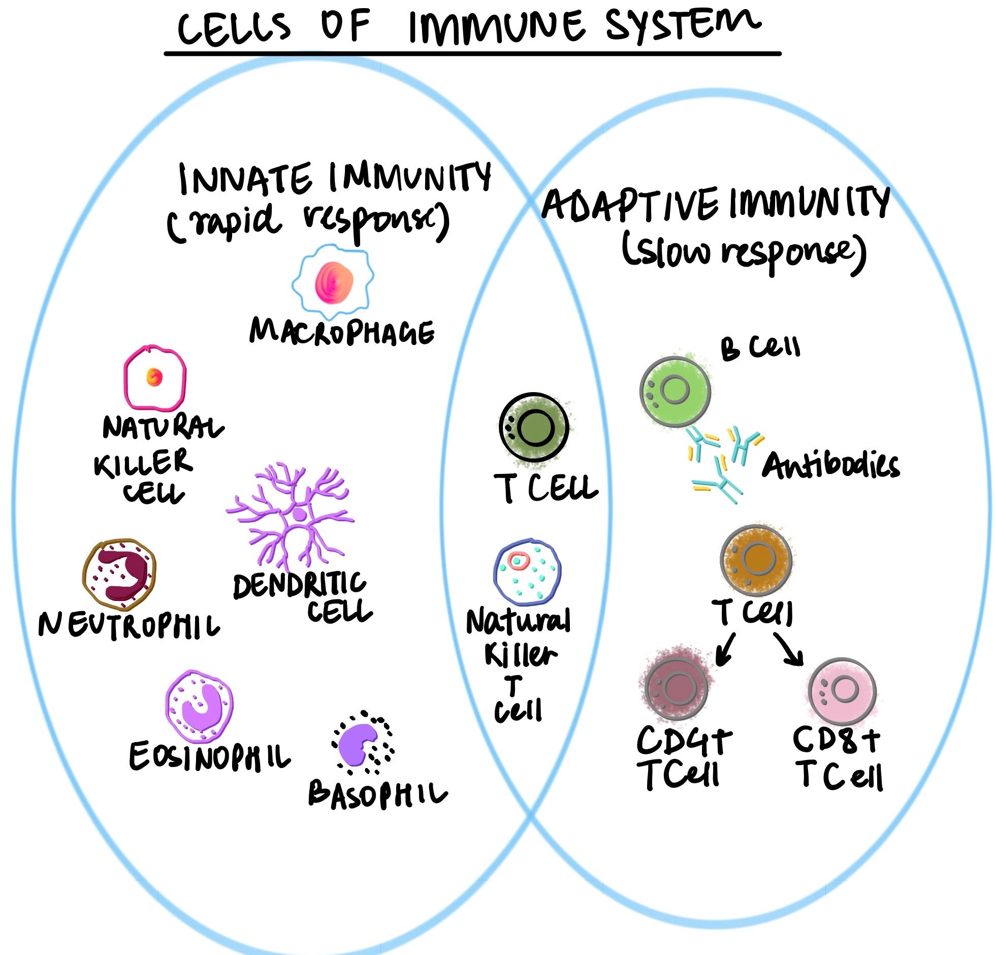 Cells of Immune System