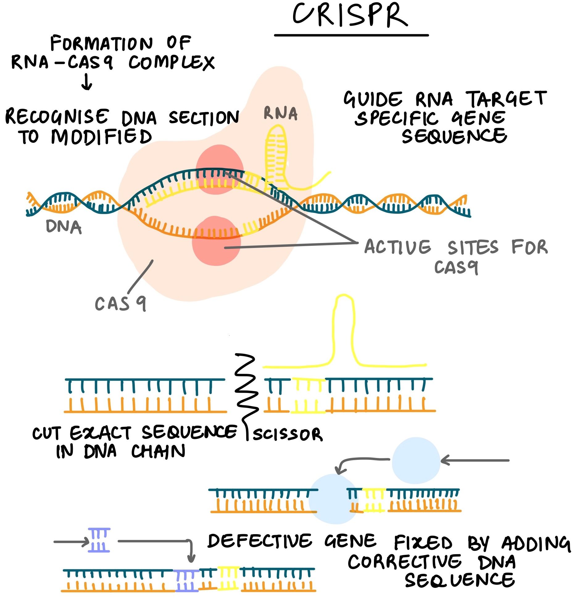 CRISPR