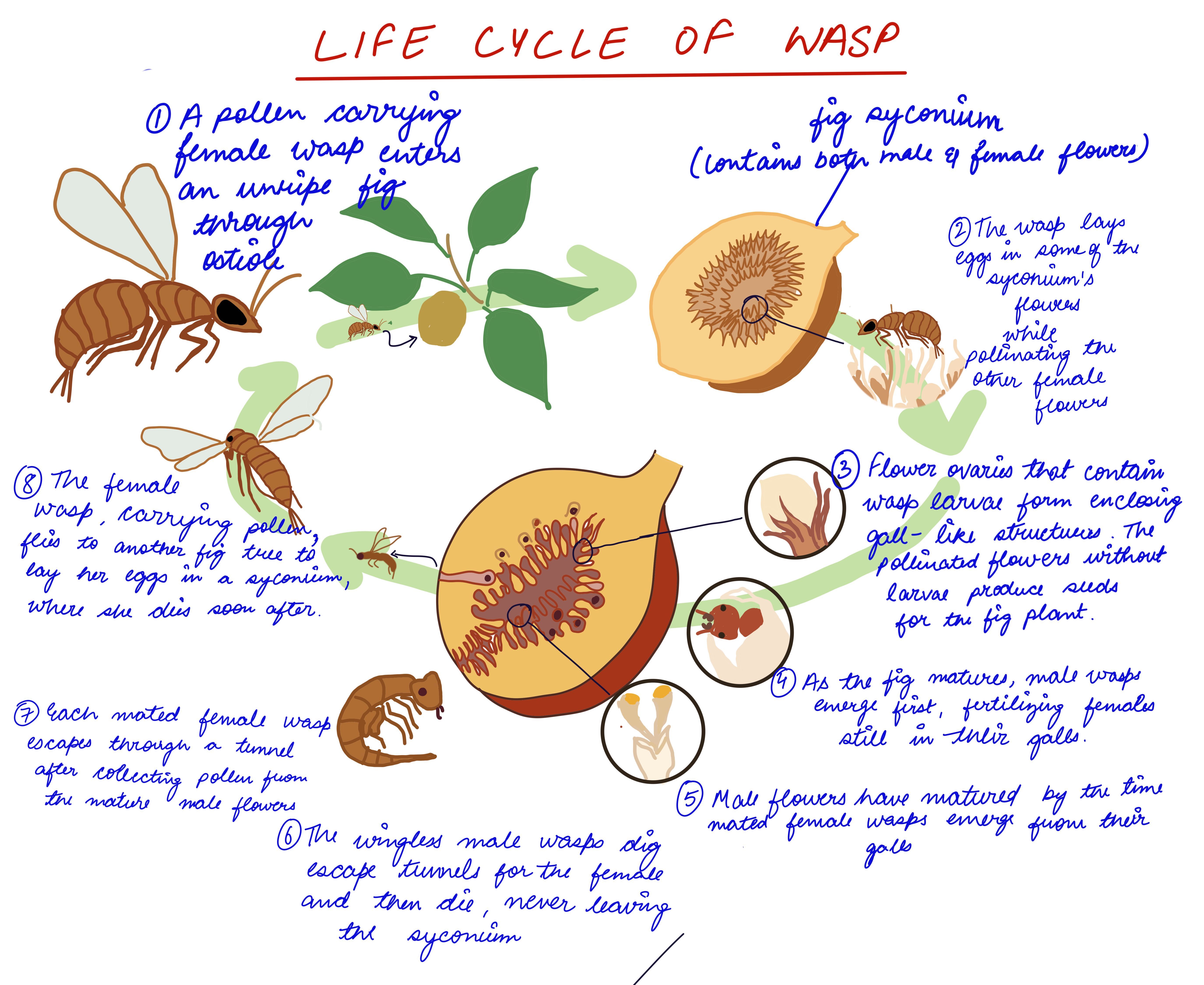 Fig-Wasp Mutualism