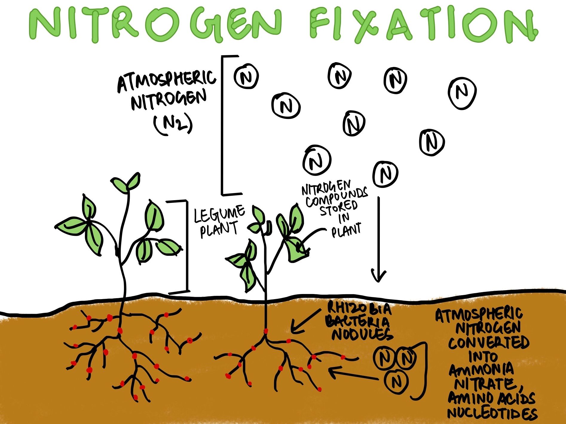 Nitrogen Fixation