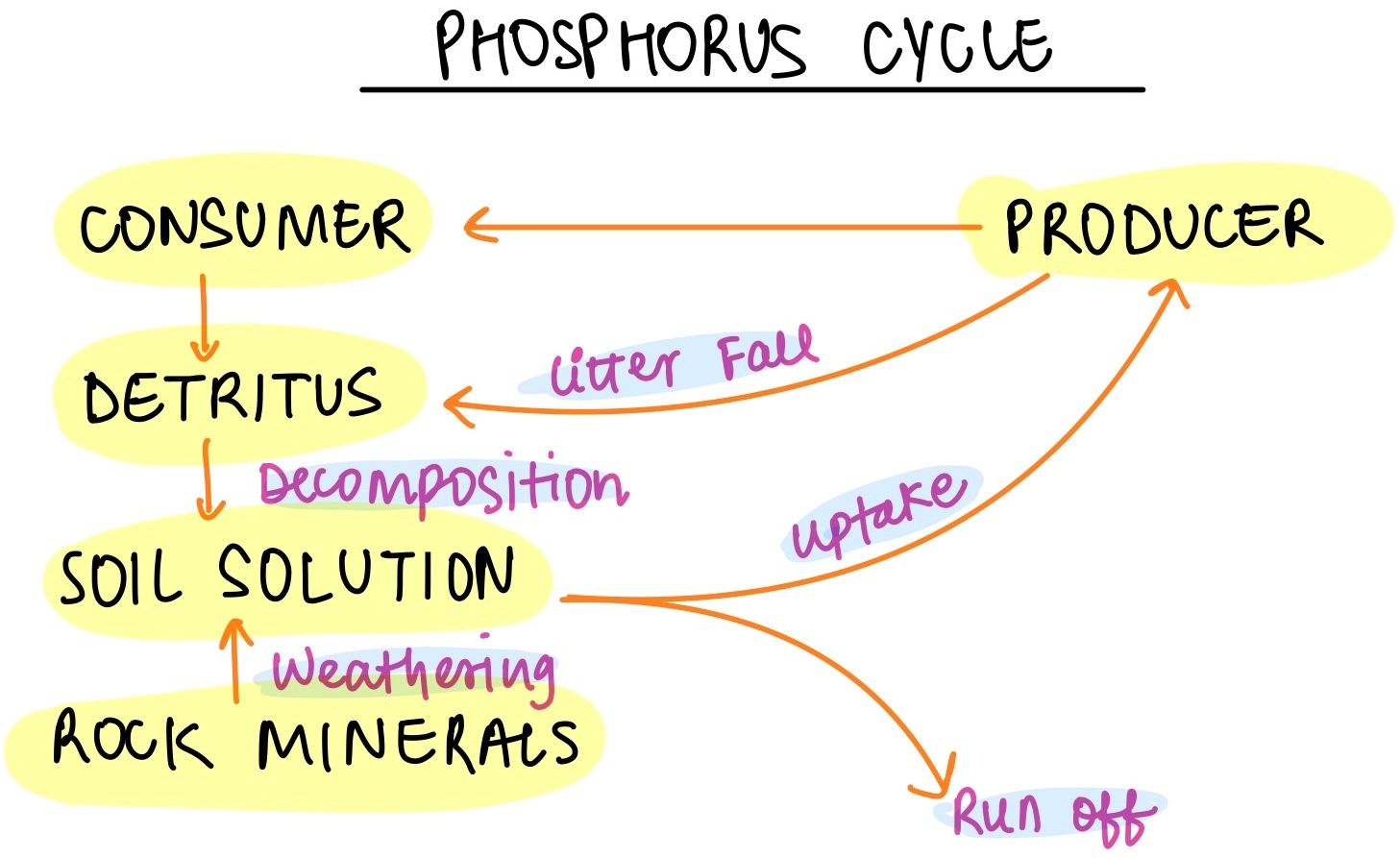 Phosphorus Cycle