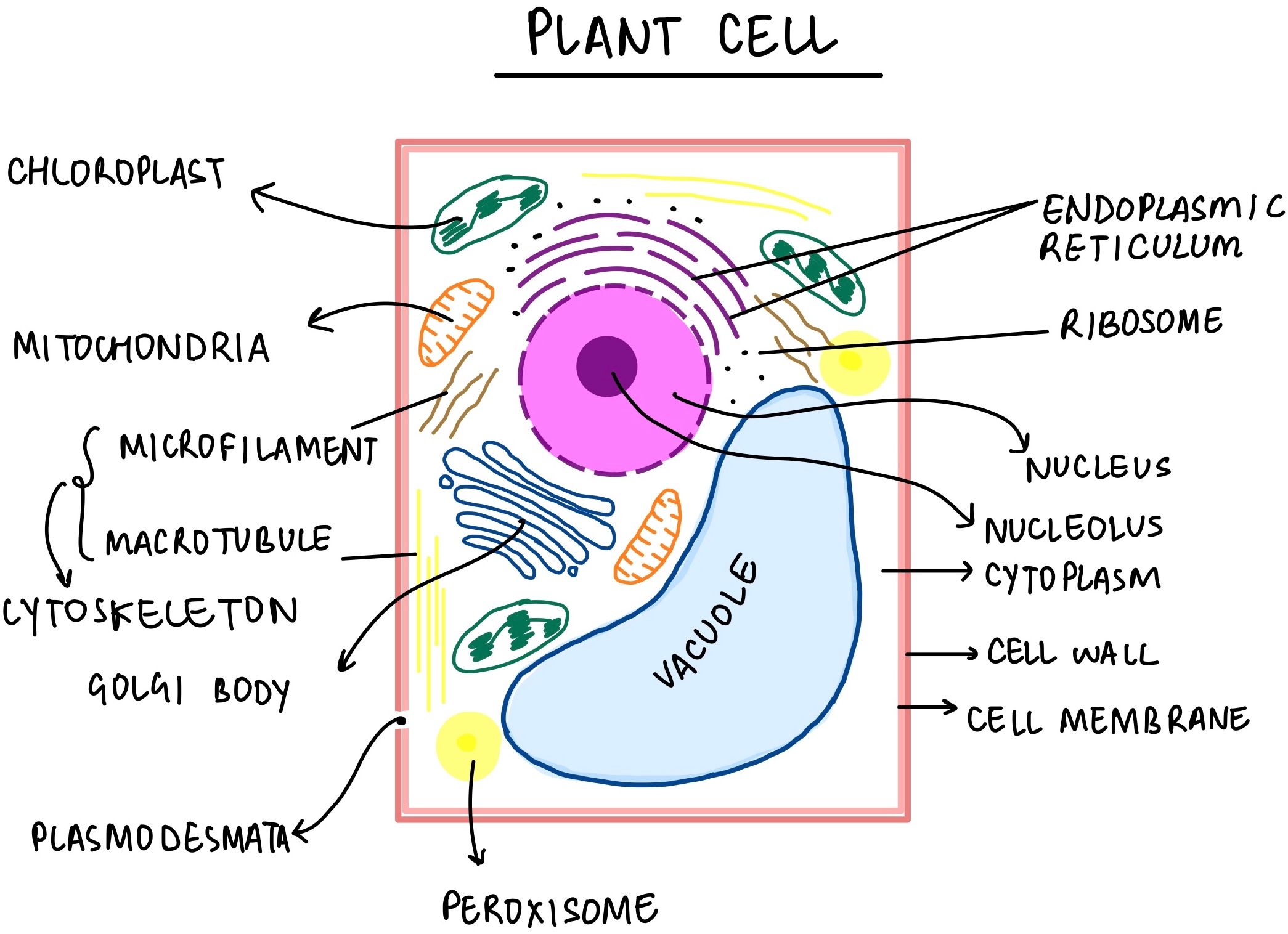Plant Cell