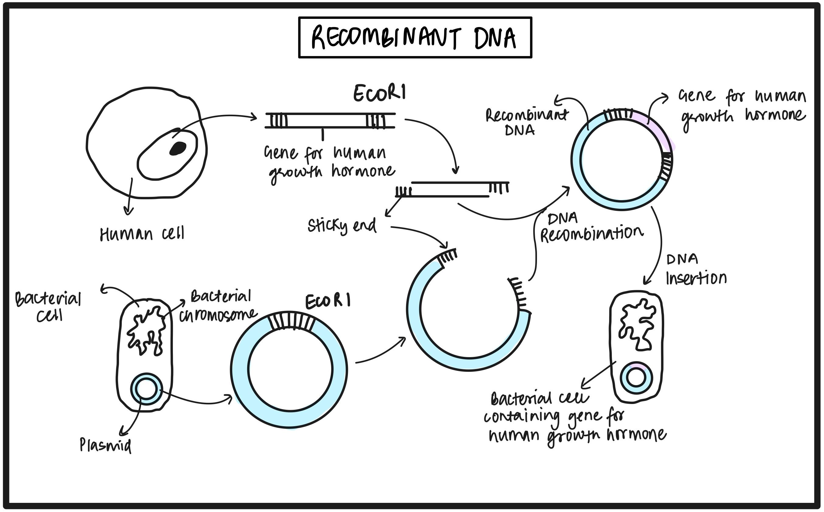 Recombinant DNA