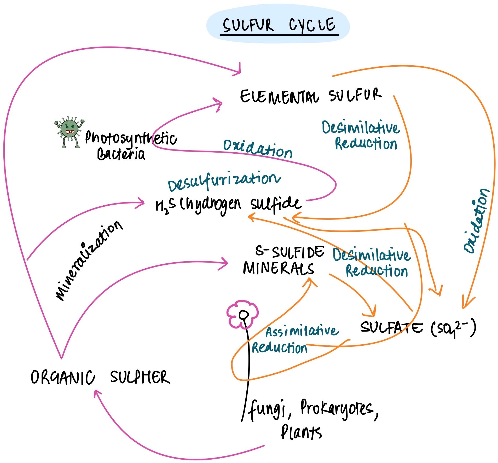 Sulphur Cycle