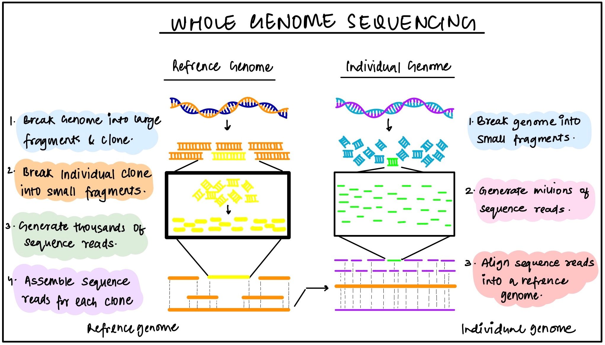 Genome Sequencing